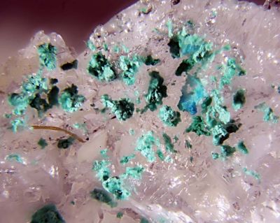 Ammineite