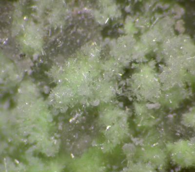 Bluelizardite