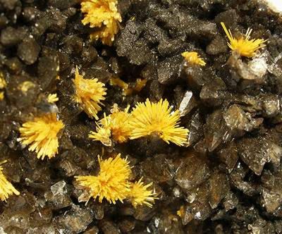 Boltwoodite