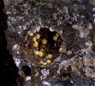 Heliophyllite