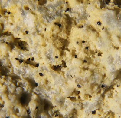 Macaulayite