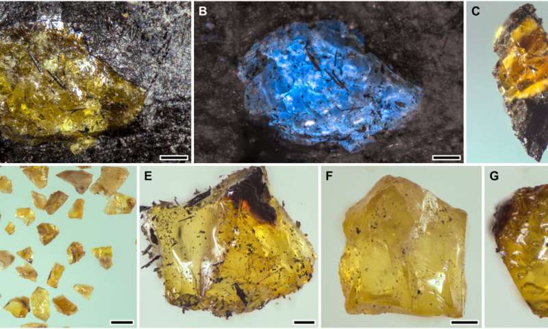 A new record holder for the world's oldest amber discovered in China
